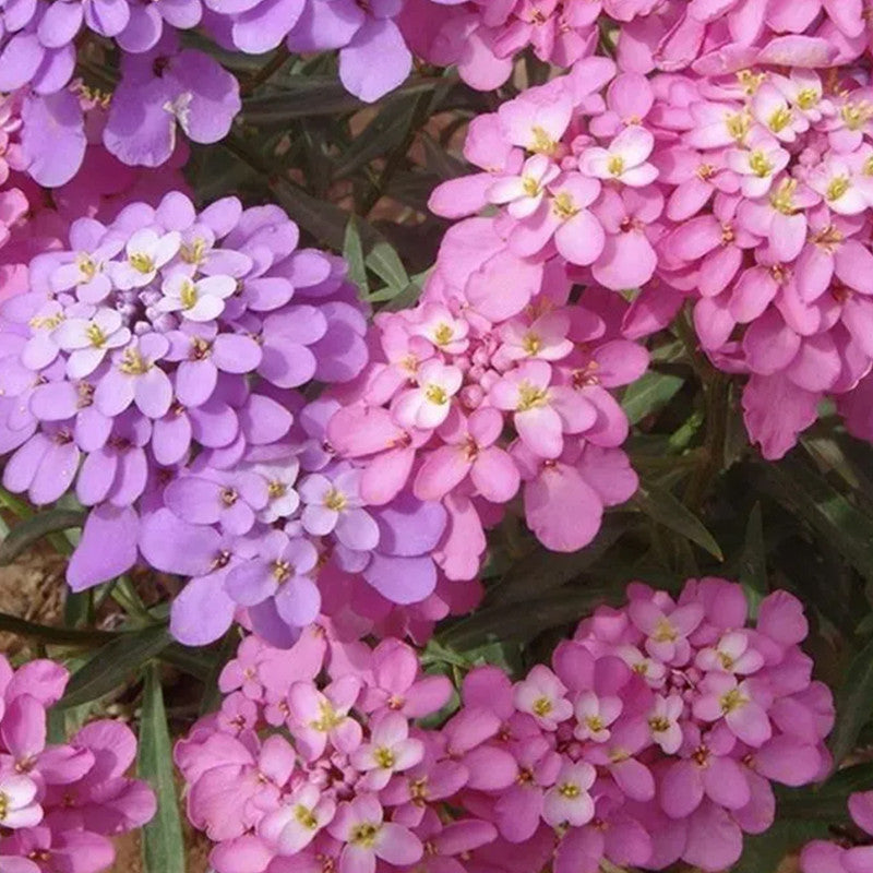 Candytuft Seeds - Mix Larger Packet High Germination 800-4000 Onsaleseeds