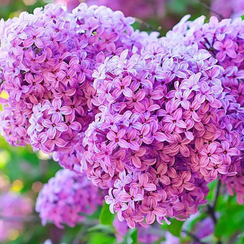 Scabiosa Atropurpurea Seeds - Pink Larger Packet High Germination 1000-5000 Onsaleseeds