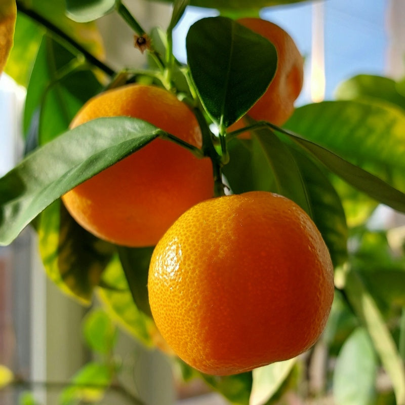 Mandarin Orange Seeds up to 50%
