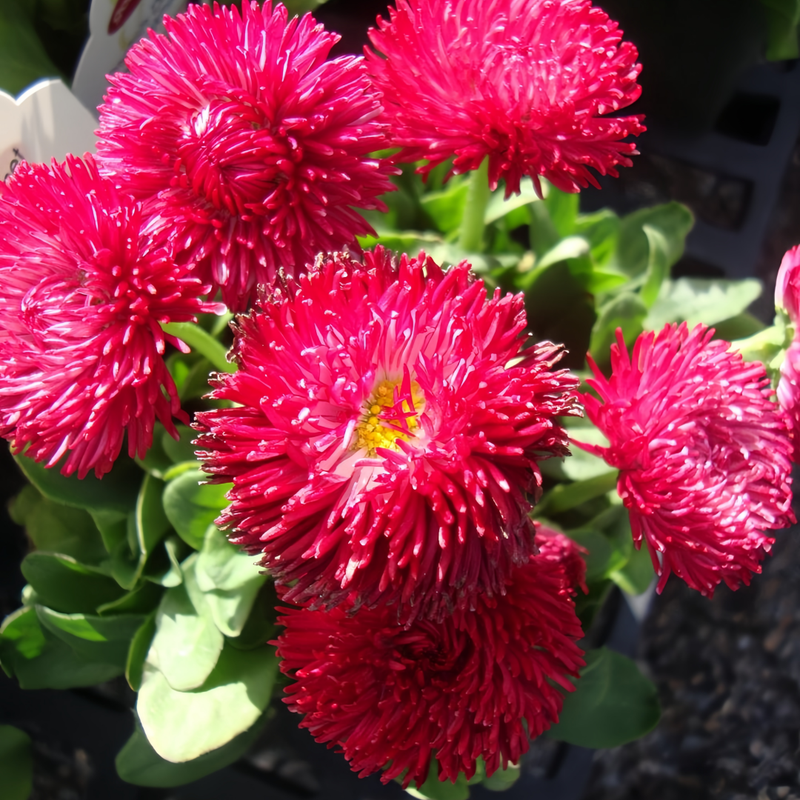 Bellis Seeds - Red Larger Packet High Germination 3600-18000 Onsaleseeds