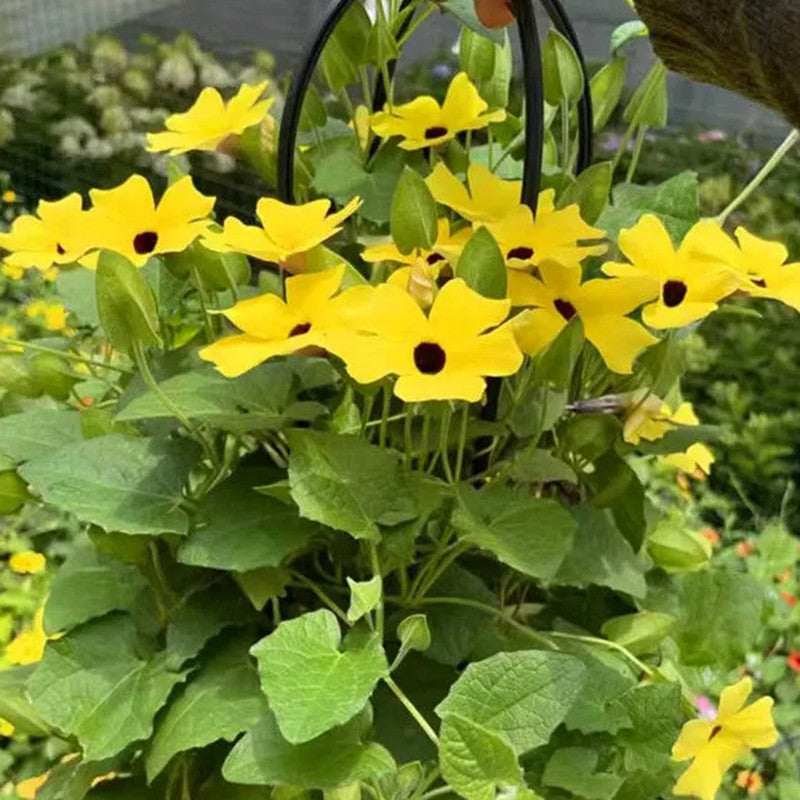 Black Eyed Susan Vine Seeds - Yellow Black Butterfly Spot High Germination Onsaleseeds
