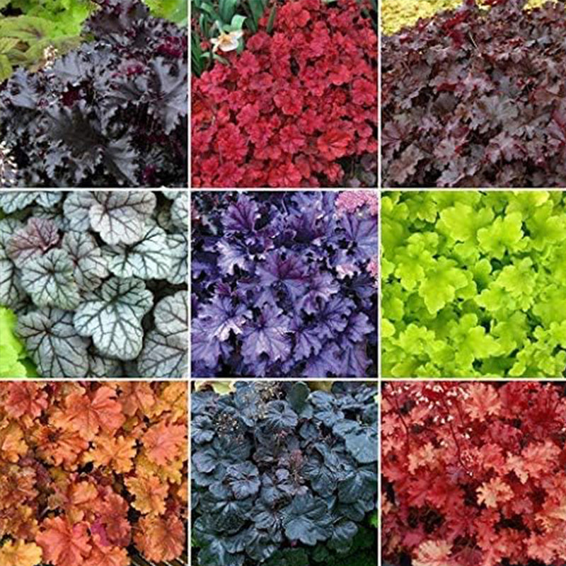 Heuchera Micrantha Flower Seed for Planting Mixed up to 50%