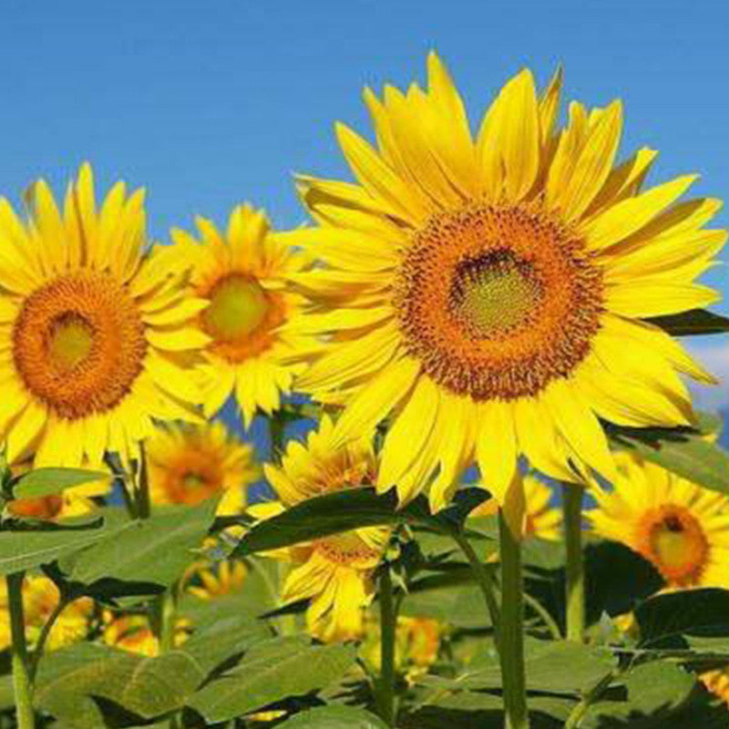 Sunflower Seeds - Mix Larger Packet High Germination 500-2500 Onsaleseeds