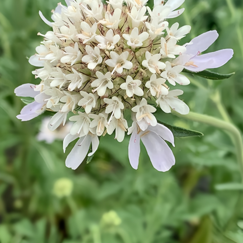 Scabiosa