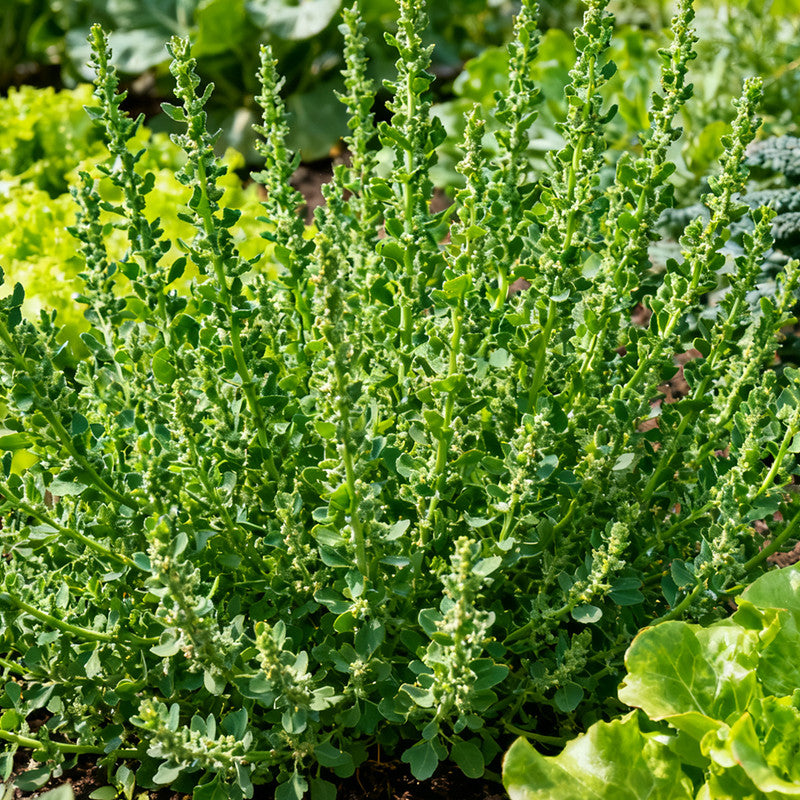 Atriplex Horuensis Seeds Green up to 50% Large Pack · 2600-260000 Seeds
