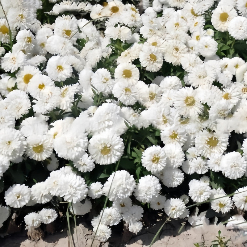 China Aster Seeds - White Dwarf Larger Packet High Germination 1200-5000 Onsaleseeds