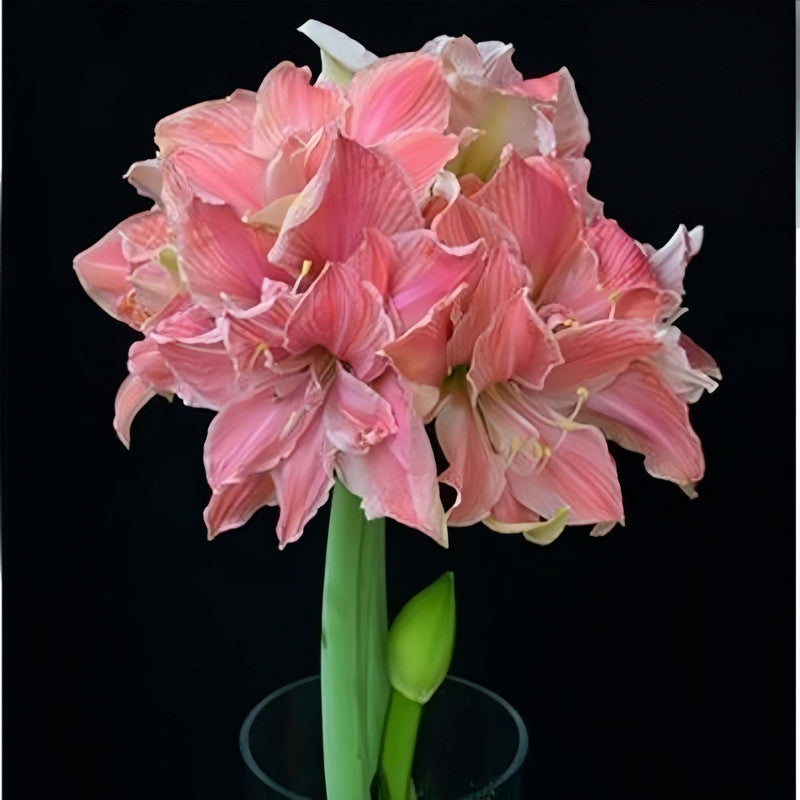 Amaryllis Bulbs - Sweet Nymph