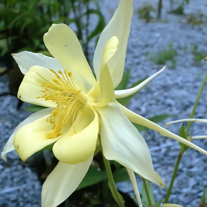 Aquilegia