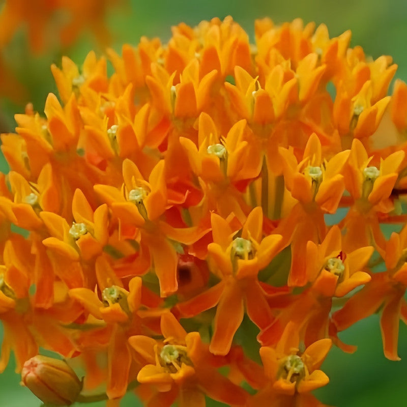 Butterfly Milkweed Seeds - Tangerine Larger Packet High Germination 200-5000 Onsaleseeds