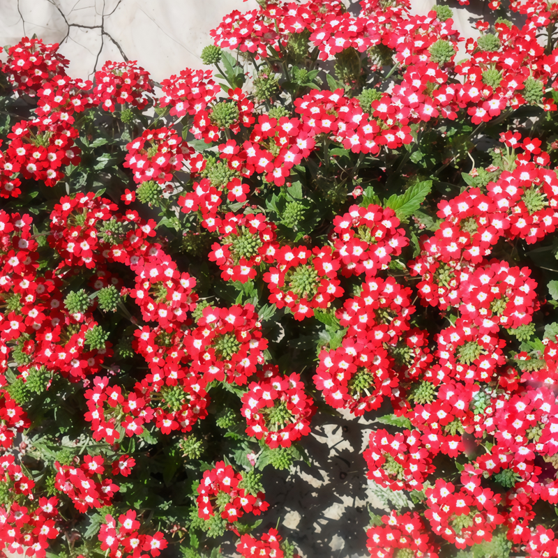 Garden Verbena Seeds - Red Spotted White Patches Larger Packet High Germination 1000-5000 Onsaleseeds