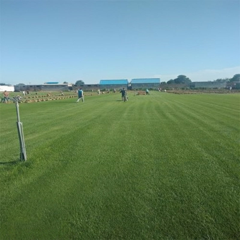 Triple A Seeds - Larger Packet High Germination 1/4-1/2LB Onsaleseeds