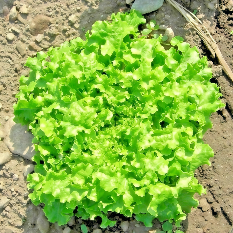 Lactuca Sativa Linn - Green Larger Packet High Germination 3000-15000 Onsaleseeds