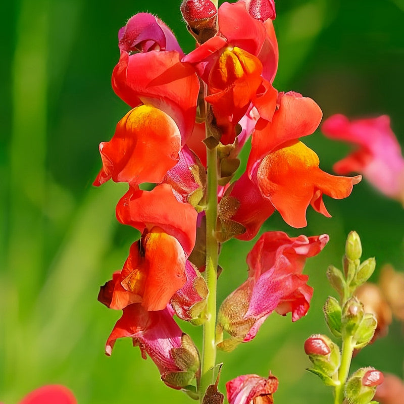 Snapdragon Seeds - Orange Red Larger Packet High Germination 1000-50000 Onsaleseeds