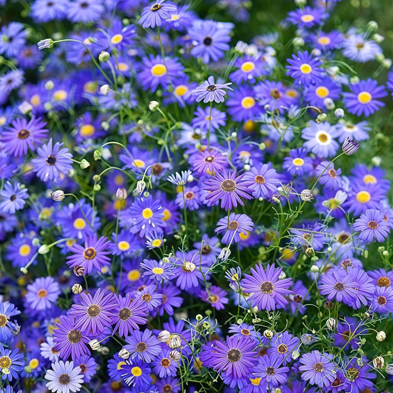 Brachycome Iberdifolia Seeds - Purplish blue Larger Packet High Germination 1000-5000 Onsaleseeds