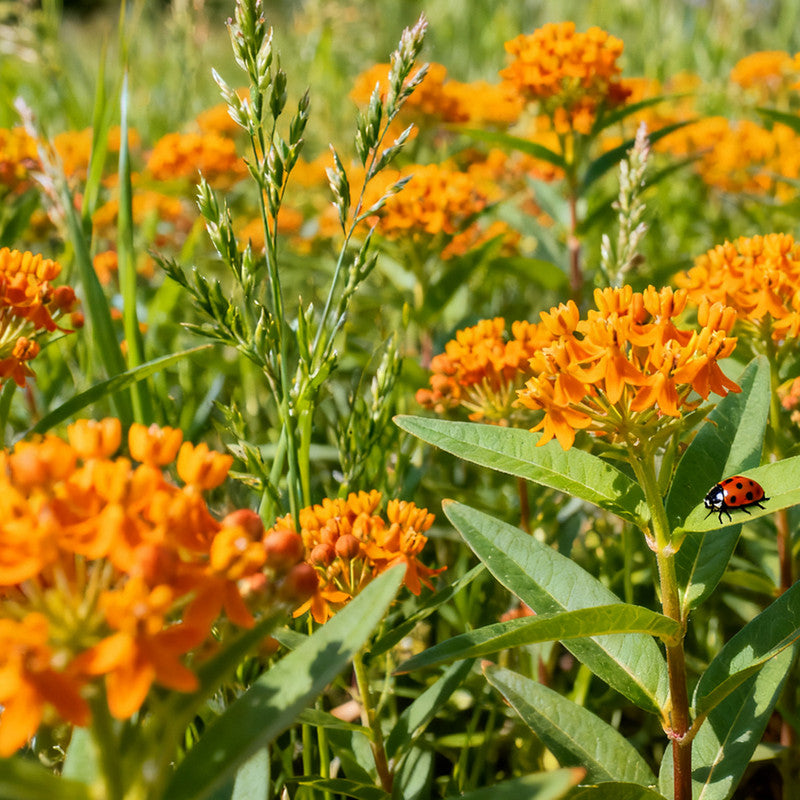Butterfly Milkweed Seeds - Orange Larger Packet High Germination 600-3000 Onsaleseeds