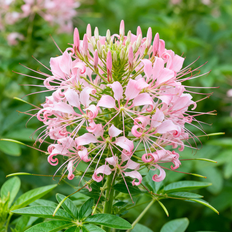 cleome flower seeds Cleome Pink Seeds | Pink Spider Flower