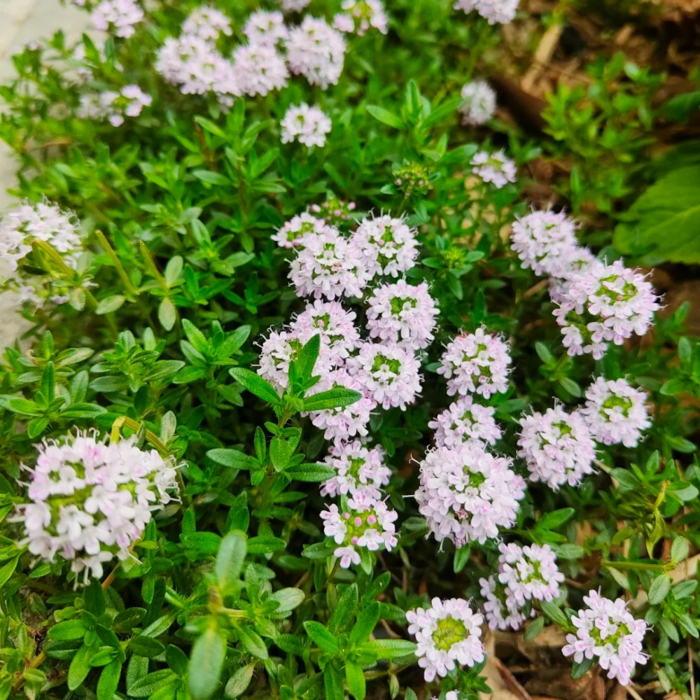 Creeping Thyme Seeds - White Beautiful Ground Cover
