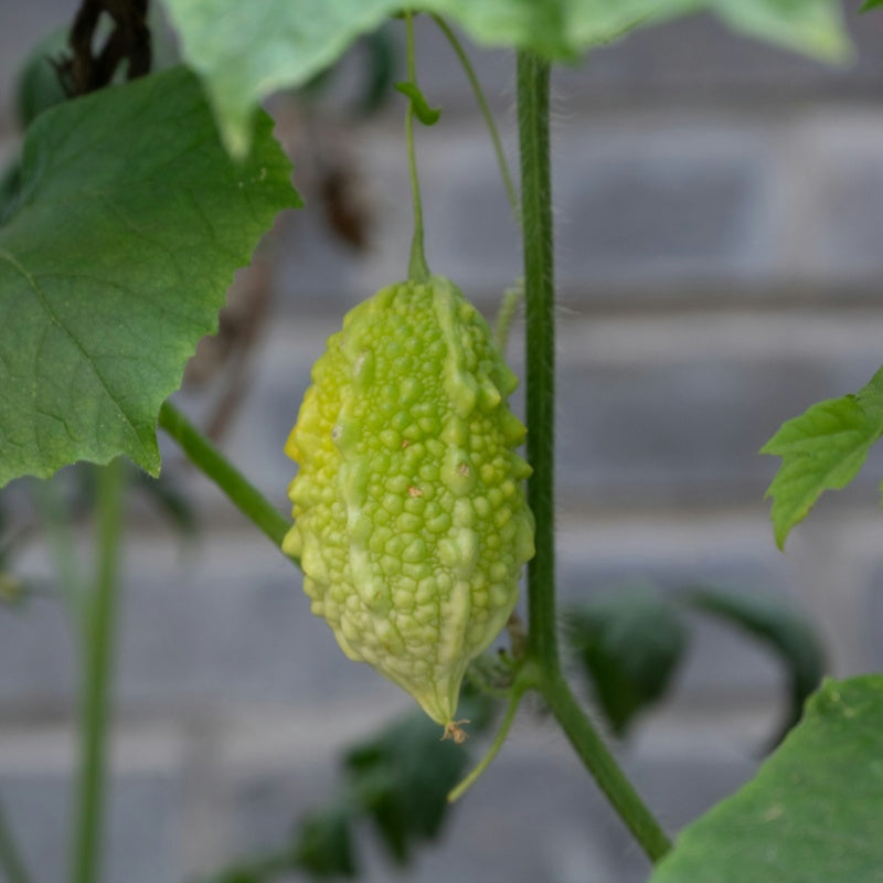 Bitter Melon Seeds up to 50%