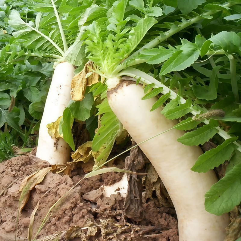 Raphanus Sativus L. Var. - White Larger Packet High Germination 2000-10000 Onsaleseeds