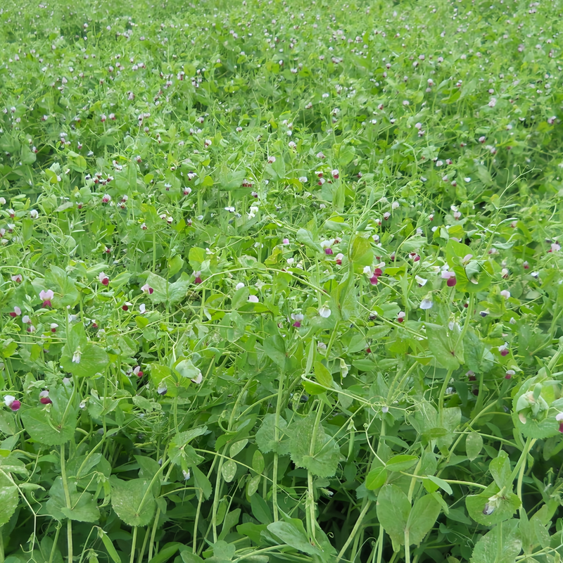 Alfalfa Seeds - Larger Packet High Germination 1/4-1/2LB Onsaleseeds