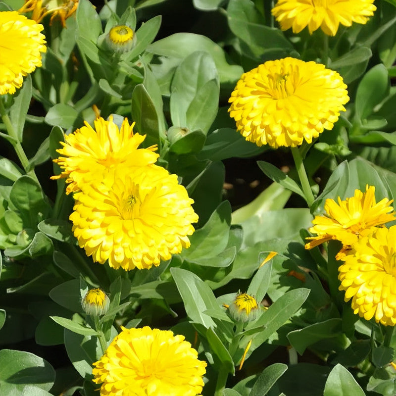 Calendula Seeds - Light Yellow Larger Packet High Germination 2000-10000 Onsaleseeds