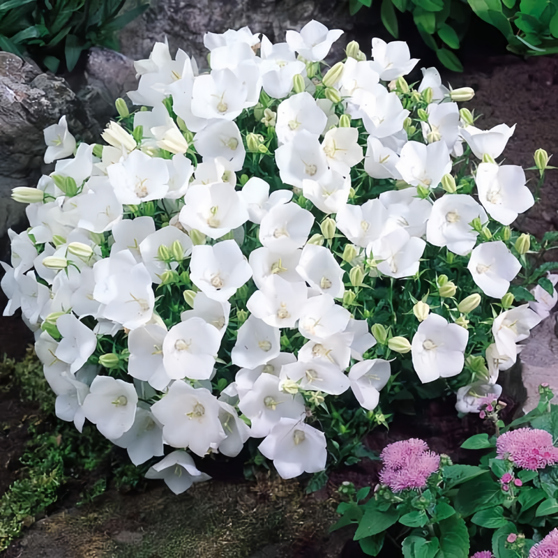Campanula Seeds - White Larger Packet High Germination 3000-15000 Onsaleseeds