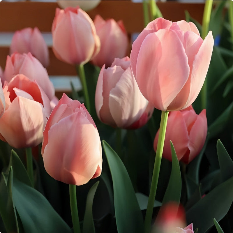 Tulip Bulbs - Simon Van Der Aak