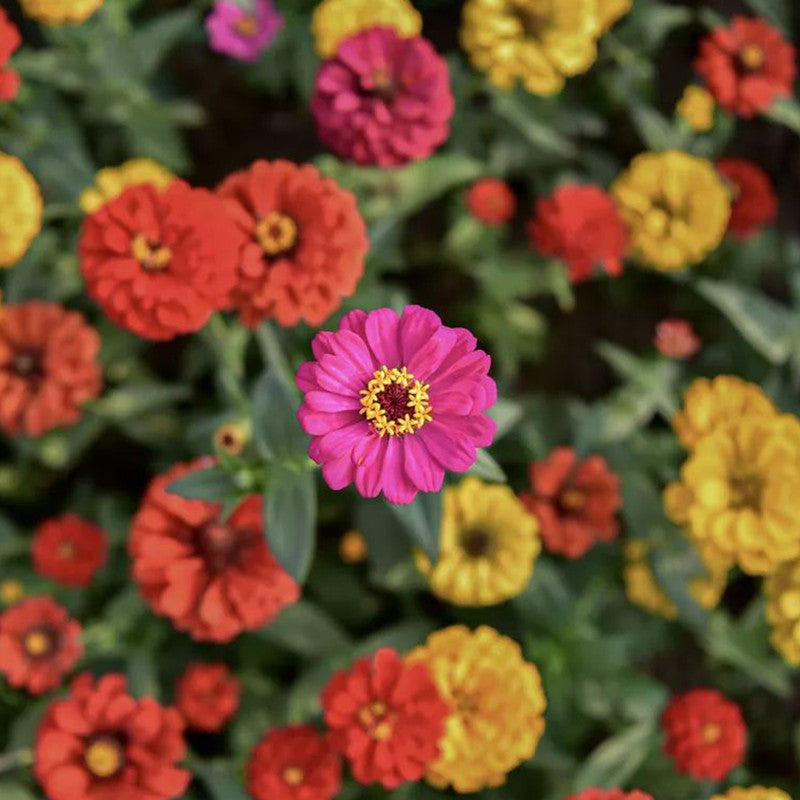 Dahlia Pinnate Seeds - Mix Larger Packet High Germination 450-5000 Onsaleseeds