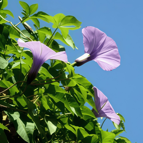 Petunia Hybrida Flower Seeds up to 50%