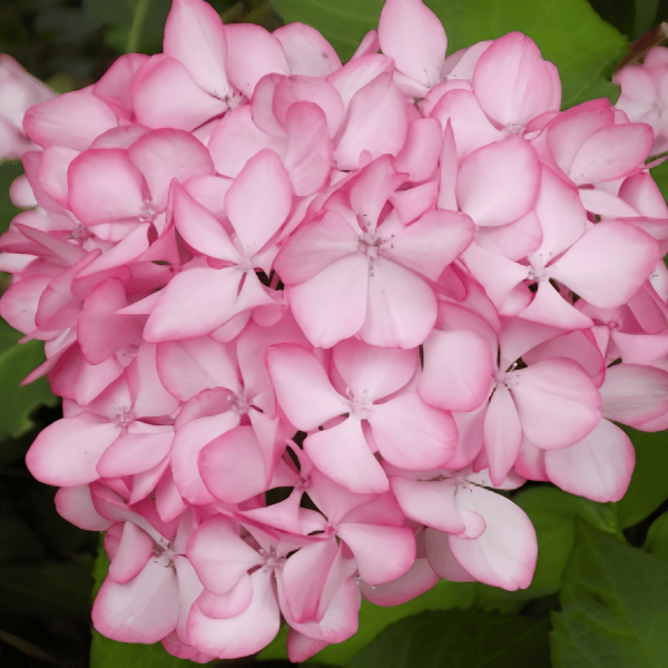 Hydrangea Flower Seeds up to 50%