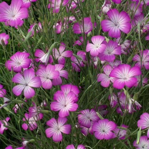 Agrostemma Githago L. Small Flower Seeds Pink up to 50%