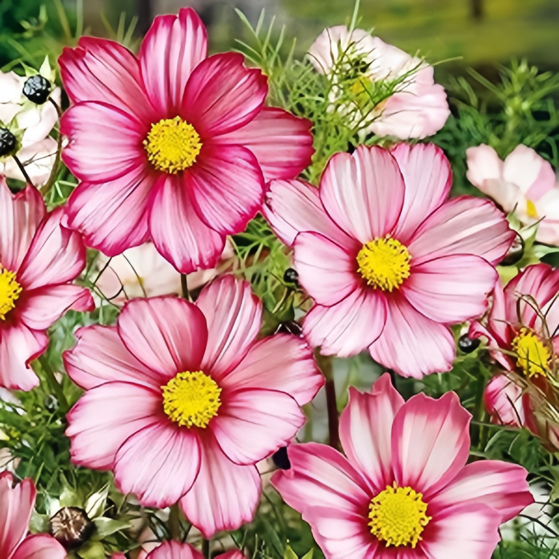 Cosmos Bipinnata Seeds - Light Pink With Red Border Larger Packet High Germination 1600-4800 Onsaleseeds