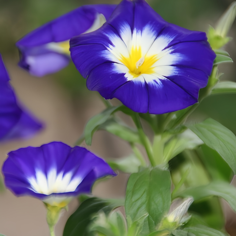 Dwarf Morning-Glory Seeds - Blue Larger Packet High Germination 600-3000 Onsaleseeds