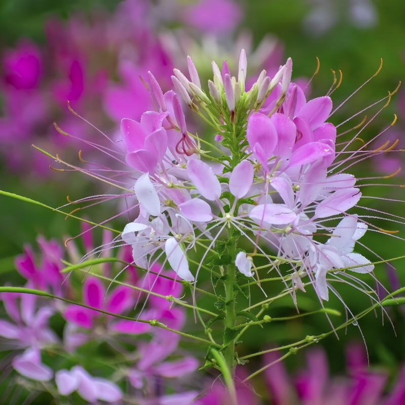 Clarkia Elegans Douglas Seeds - Purplish Red Larger Packet High Germination 3500-18000 Onsaleseeds