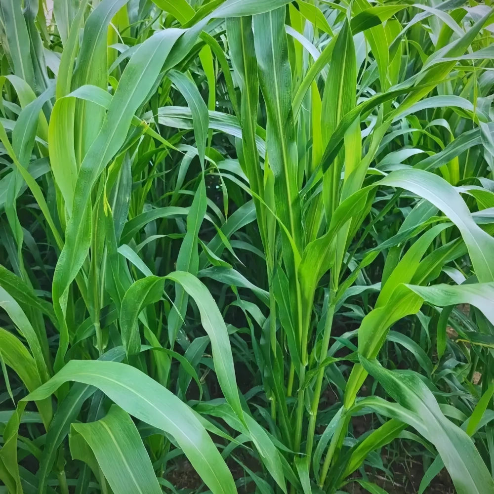 Sorghum Sudan Seeds - Larger Packet High Germination 1/4-1/2LB Onsaleseeds