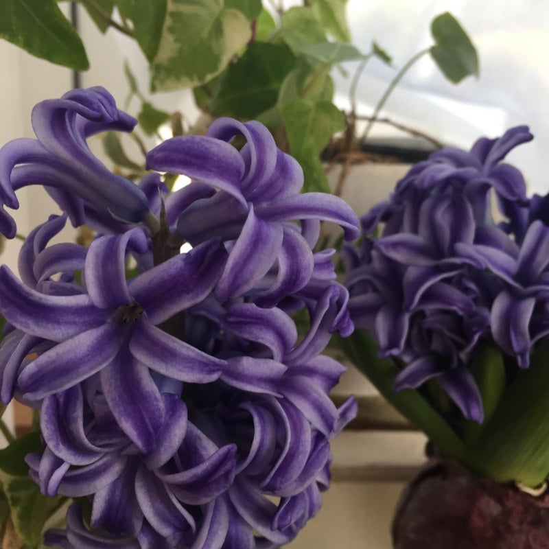 Hyacinth Seeds up to 50%