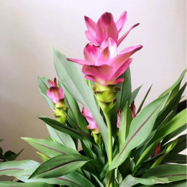Thailand Pink Curcuma Seeds up to 50%