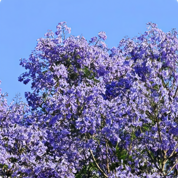 Jacaranda Tree Seeds up to 50%