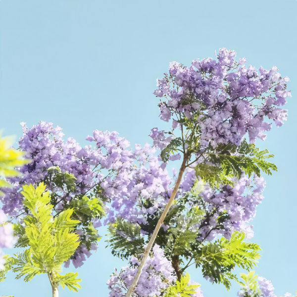 Jacaranda Tree Seeds up to 50%