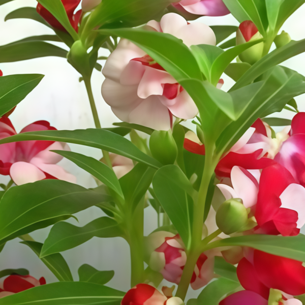 Impatiens Seeds  up to 50%