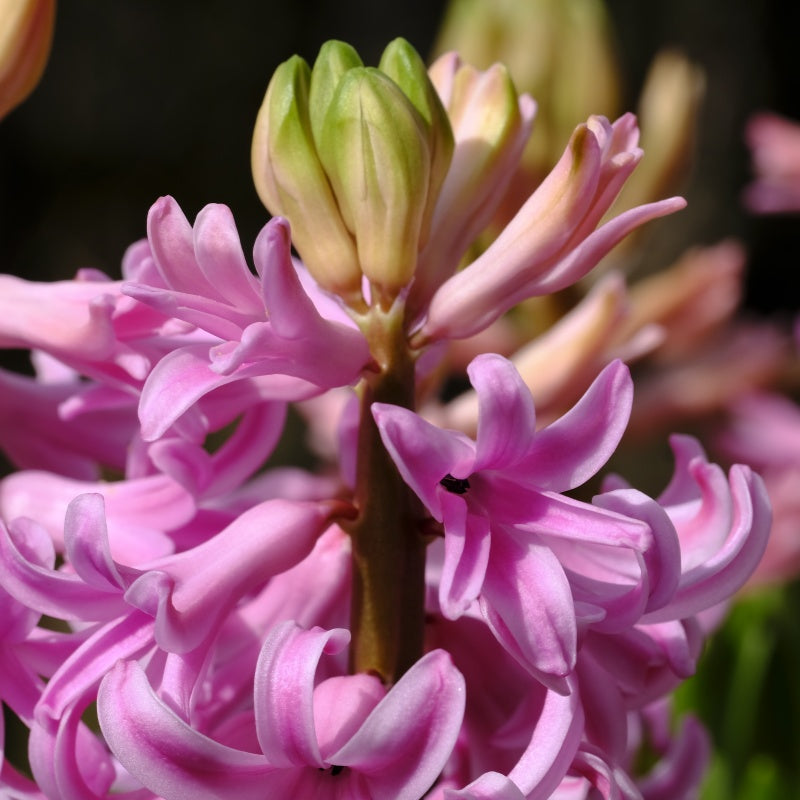 Hyacinth Seeds up to 50%
