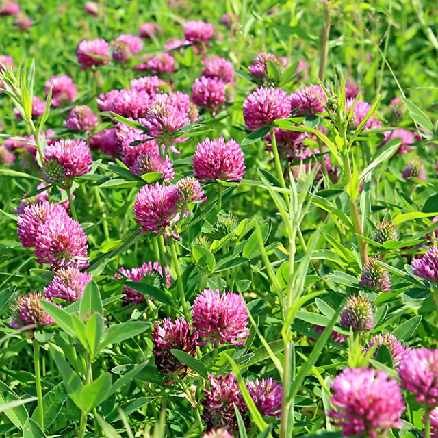 Medium Red Clover Seeds up to 50%