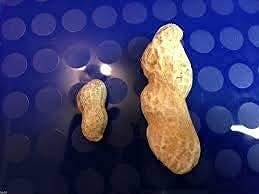 Giant Peanut Seeds up to 50%