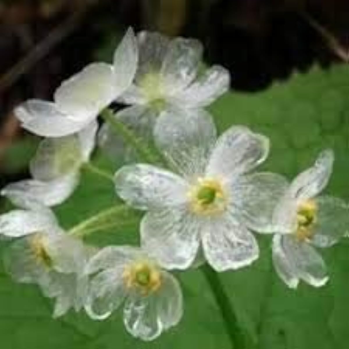Skeleton Flower Seeds up to 50%