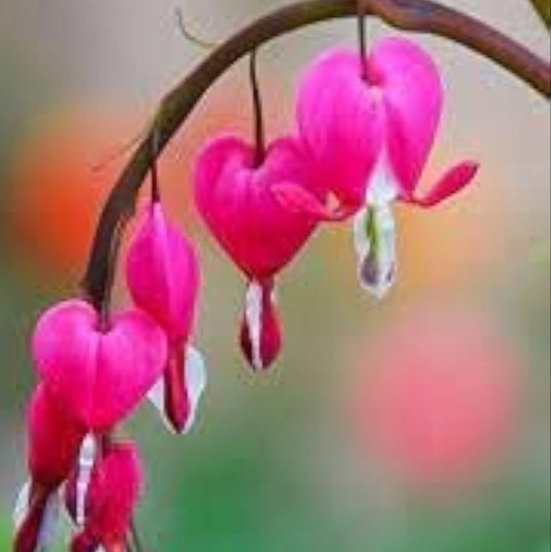 Pink Bleeding Heart Seeds up to 50%