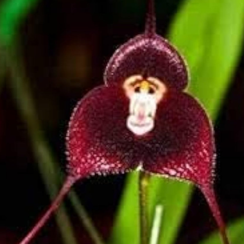 Monkey Face Orchid Seeds up to 50%