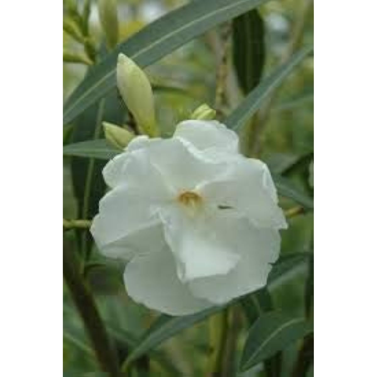 White Oleander Flower Seeds up to 50%