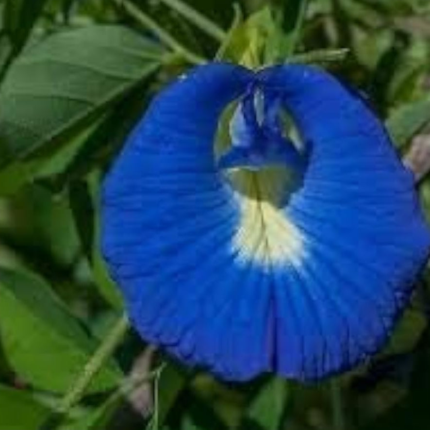 Blue Bougainvillea Seeds up to 50%