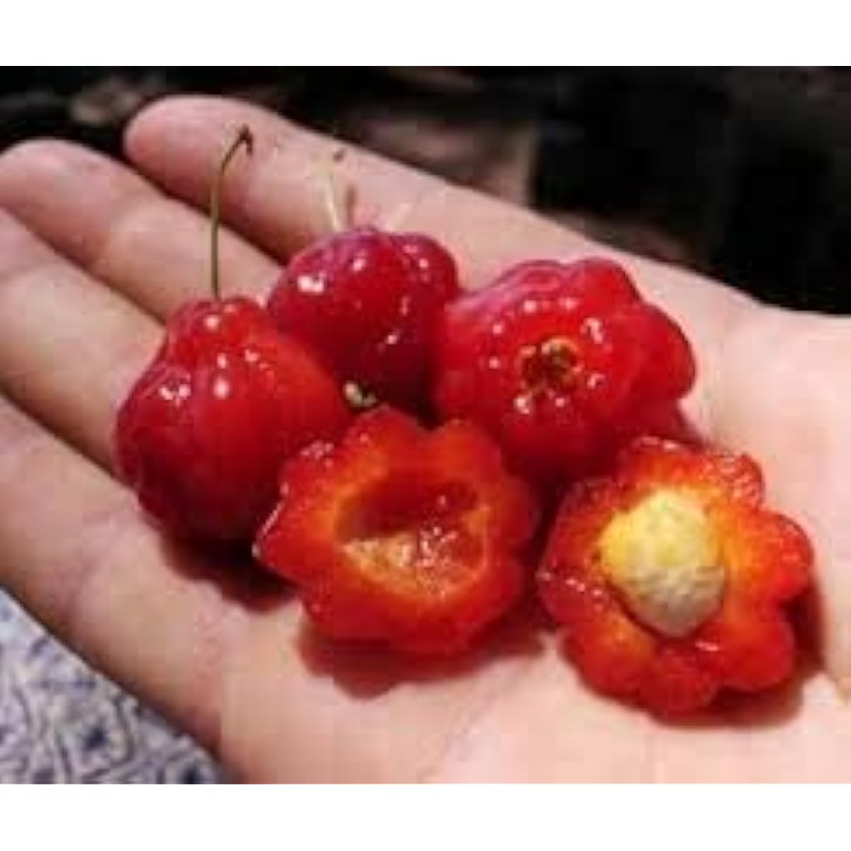 Red Surinam Cherry Seeds up to 50%