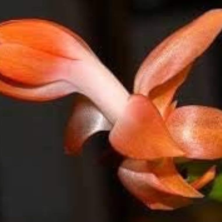 Orange Christmas Cactus Seeds up to 50%